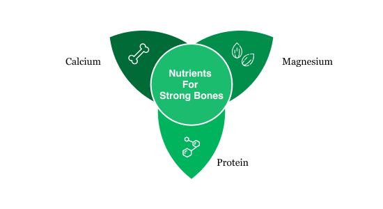 Nutritional Foundations for Strong Bones | Albia Nutritional Foundations for Strong Bones | Albia